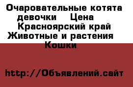 Очаровательные котята, девочки. › Цена ­ 5 - Красноярский край Животные и растения » Кошки   